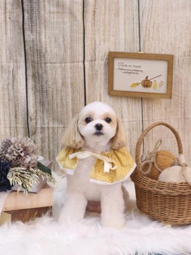 20241016みるくちゃん